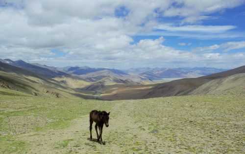 TREKKING IN LADAKH | CHANGTANG 2017